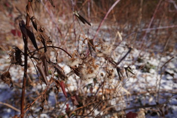 spider on the web and wild blanketed plant