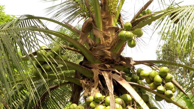 Coconut palm in a local yard in Costa Rica