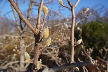branch of a tree pulp
