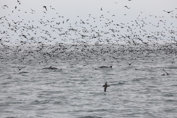 Monterey Bay seabirds & dolphins