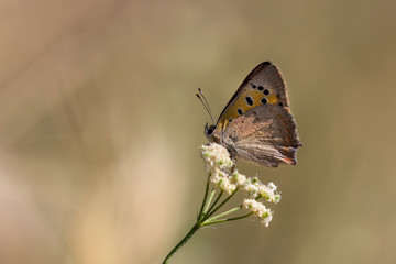 Obraz premium butterfly on flower