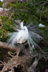 A Great Egret displaying on it's nest in full breeding plumage.