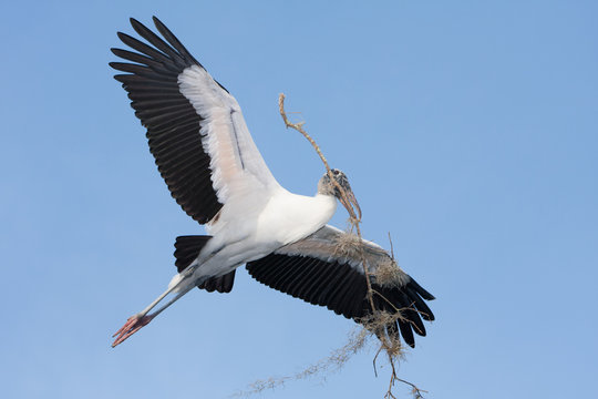 A large Wood Stork flying with nesting material.