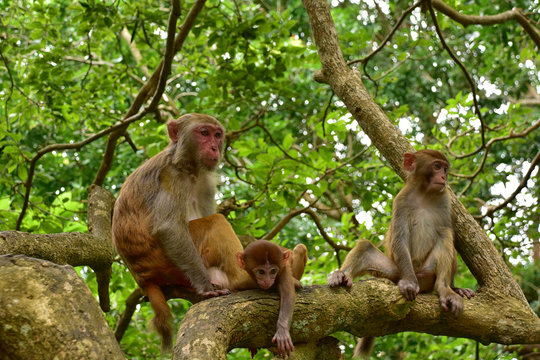 The rhesus macaque monkey family (Macaca mulatta), Nanwan Monkey Island, China	