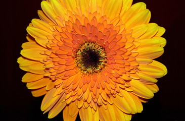 Gerbera a genus of plants Asteraceae 