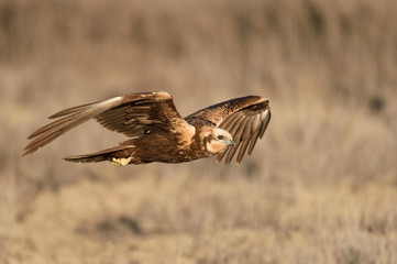 En busca de la laguna