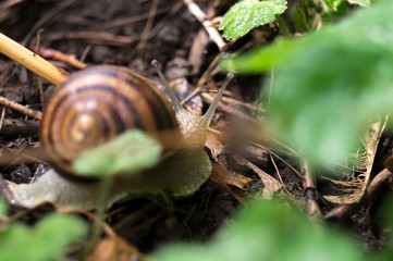 Snail in rainy forest