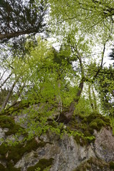 Walking in the Bavarian Alps in cloudy weather