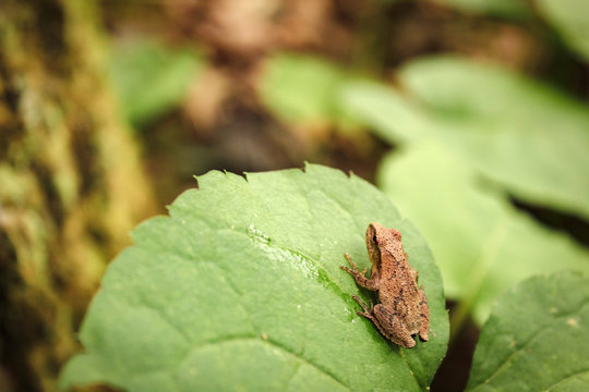 Spring Peeper Frog Perched on a Green Leaf