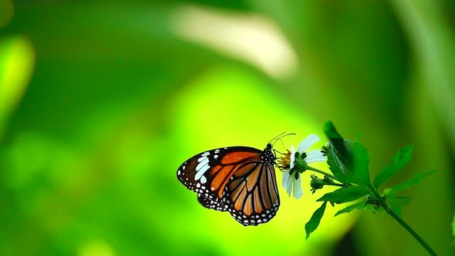 HD 1080 super slow motion Thai beautiful butterfly on meadow flowers nature outdoor