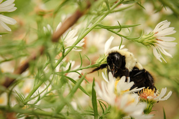 Humble Bee Pollinating Wild White Aster