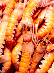Fresh shellfish from the Mediterranean Sea at the market