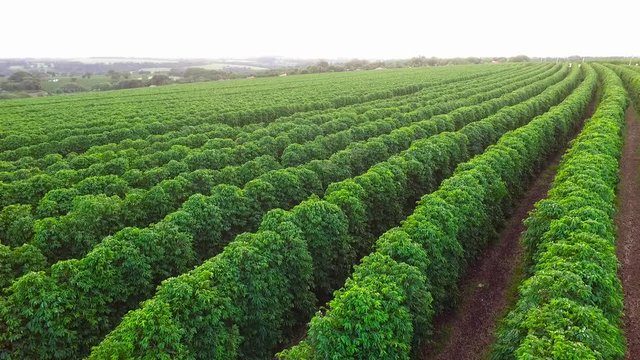 coffee plantation in Brazil, improves overall cognitive functioning of the brain, speeding response time and facilitating memorization, Coffee also positively encourages mood.