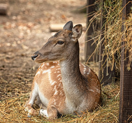 Nice deer in the park