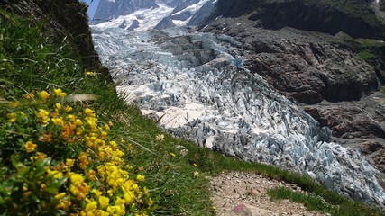 Beautiful yellow wild alpine flowers blooming in the mountain meadow with large snowy glacier in the background Switzerland hiking summer
