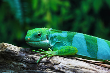 Lizard funnyclose up macro bright animal portrait photo