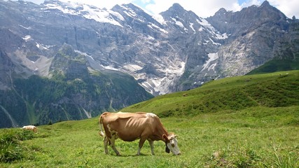 Fototapeta na wymiar cows on pasture in alps