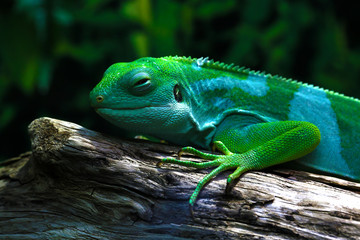 Lizard funnyclose up macro bright animal portrait photo
