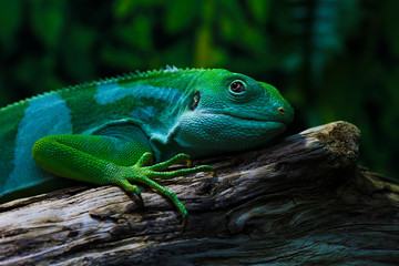 Lizard funnyclose up macro bright animal portrait photo