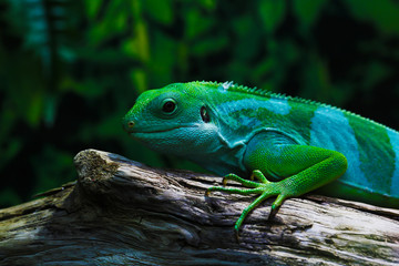 Lizard funnyclose up macro bright animal portrait photo