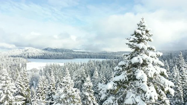 Stunning View Flying Next to Treetop with Frozen Lake in the Background