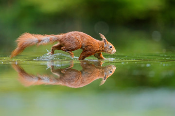 Red Eurasian squirrel searching for food in a pond in the forest in the South of the Netherlands