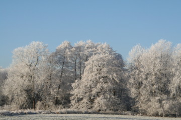 Bäume im Winter mit Eis auf Ästen, Himmel blau
