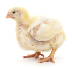 Small yellow chicken