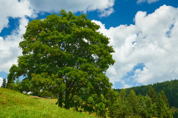 Fototapeta premium beautiful big trees and summer landscape, high spruces on hills, blue cloudy sky and wildflowers - travel destination scenic, carpathian mountains