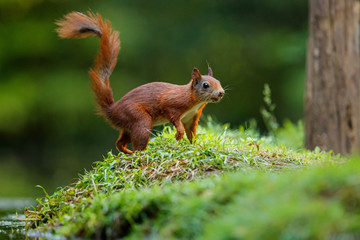 Naklejka na ściany i meble Red Eurasian squirrel searching for food in the forest in the South of the Netherlands