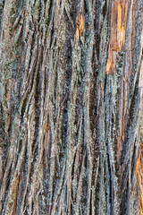 Obraz premium Closeup Tree Bark Texture For Background or Overlay 