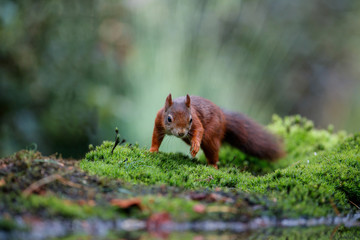 Red Eurasian squirrel searching for food in the forest in the South of the Netherlands