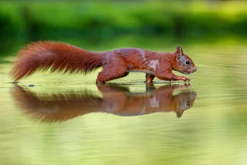 Plexiglas foto achterwand Red Eurasian squirrel searching for food in a pond in the forest in the South of the Netherlands © henk bogaard
