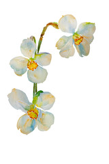 White narcissuses original watercolor illustration isolated on white background