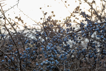 Wild Black Hawthorn Branch With Fruits Closeup	
