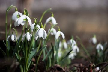 Galanthus - spring bulb plant, white early flowers in the garden, background. Snowdrops
