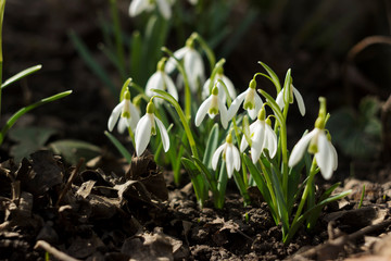 Galanthus - spring bulb plant, white early flowers in the garden, background. Snowdrops