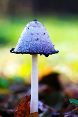 White mushroom growing in forest close up macro bright vibrant photo