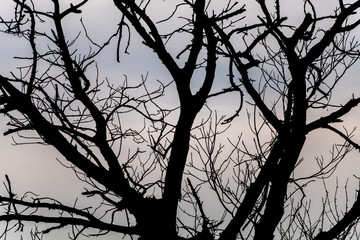 Silhouette of Tree Branches on Sky Background