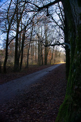 Düsterer Weg durch einen Wald im Winter