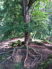 Old  banyan tree in Balineese garden with cloth bandage around tree trunk