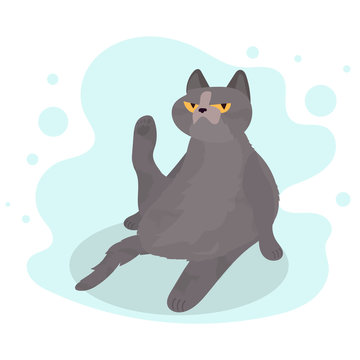 Funny gray cat. A cat with a serious look. A chubby cat sits funny with a raised hind paw. Good for designer cards or t-shirts. Vector Illustration