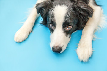 Funny studio portrait of cute smilling puppy dog border collie isolated on blue background. New lovely member of family little dog gazing and waiting for reward. Pet care and animals concept