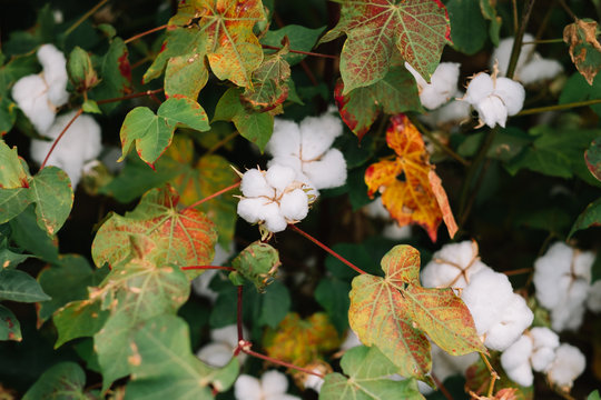 Blooming cotton