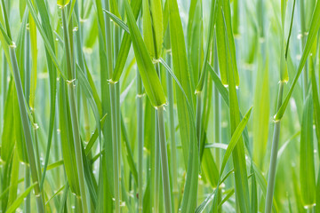 Beautiful natural background. Green wheat stems background. Close up