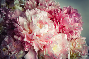 Fluffy pink peonies flowers background - obrazy, fototapety, plakaty