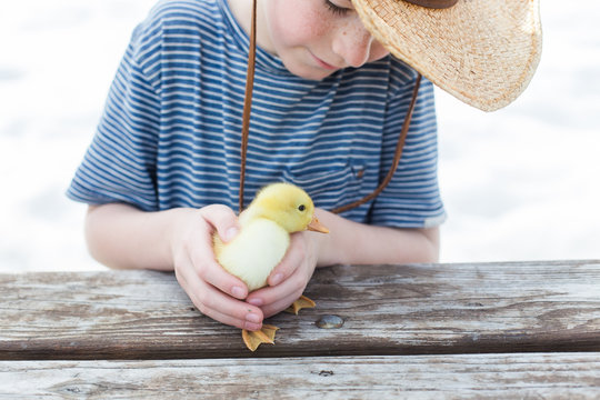 duckling