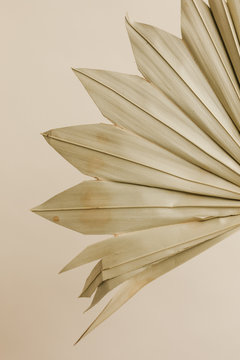Fototapeta detail of dried palm leaf