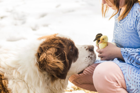 George meets the ducklilngs