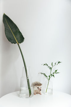 Hedgehog sitting on table with plants